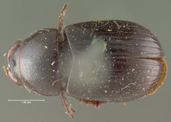 Media type: image;   Entomology 8352 Aspect: habitus dorsal view
